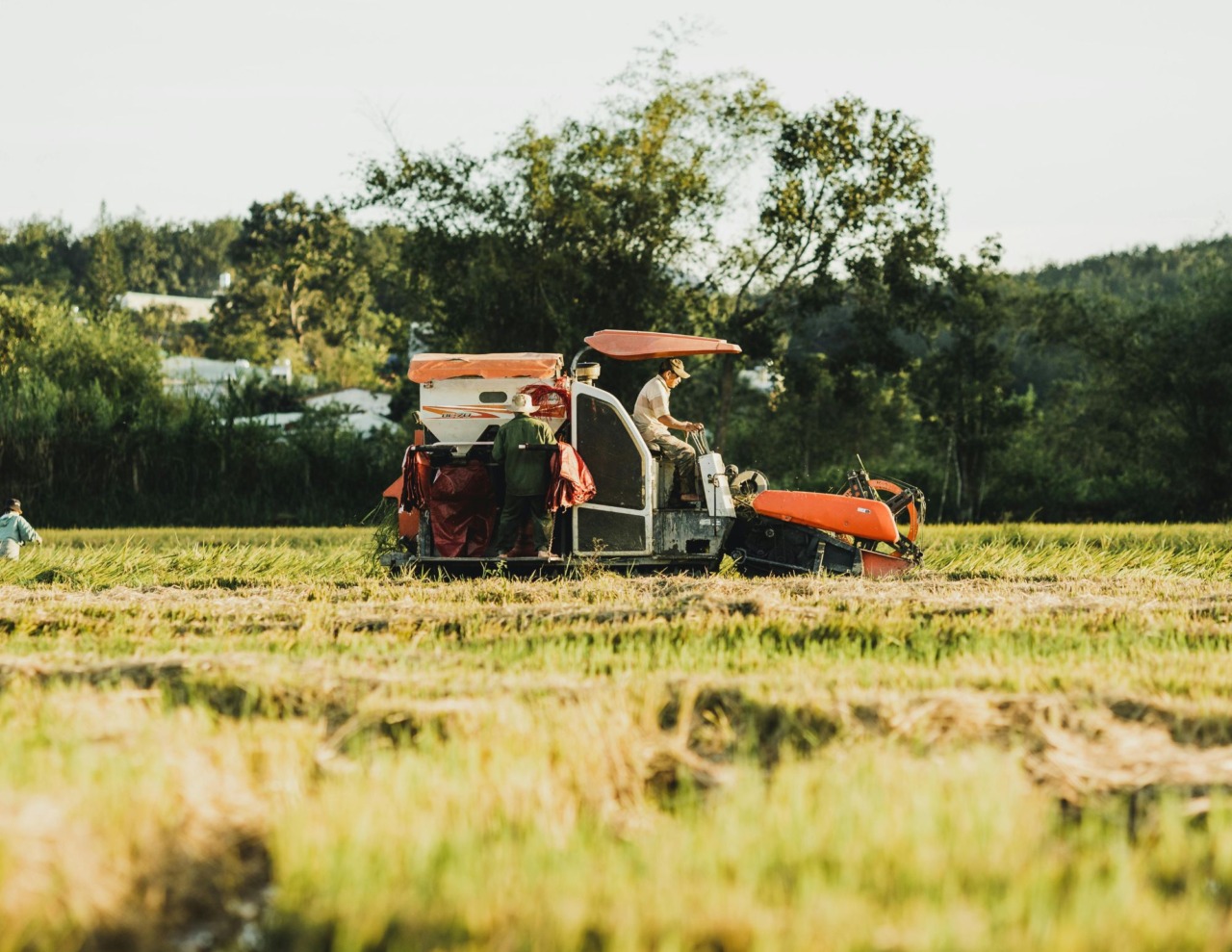 Sette lavoratori senza contratto durante la vendemmia